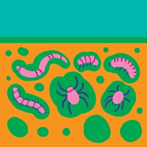 Microfaune du sol