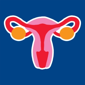 Appareil génital féminin
