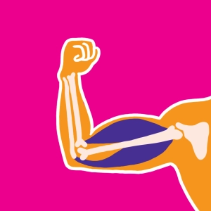 Quiz Biceps - Triceps